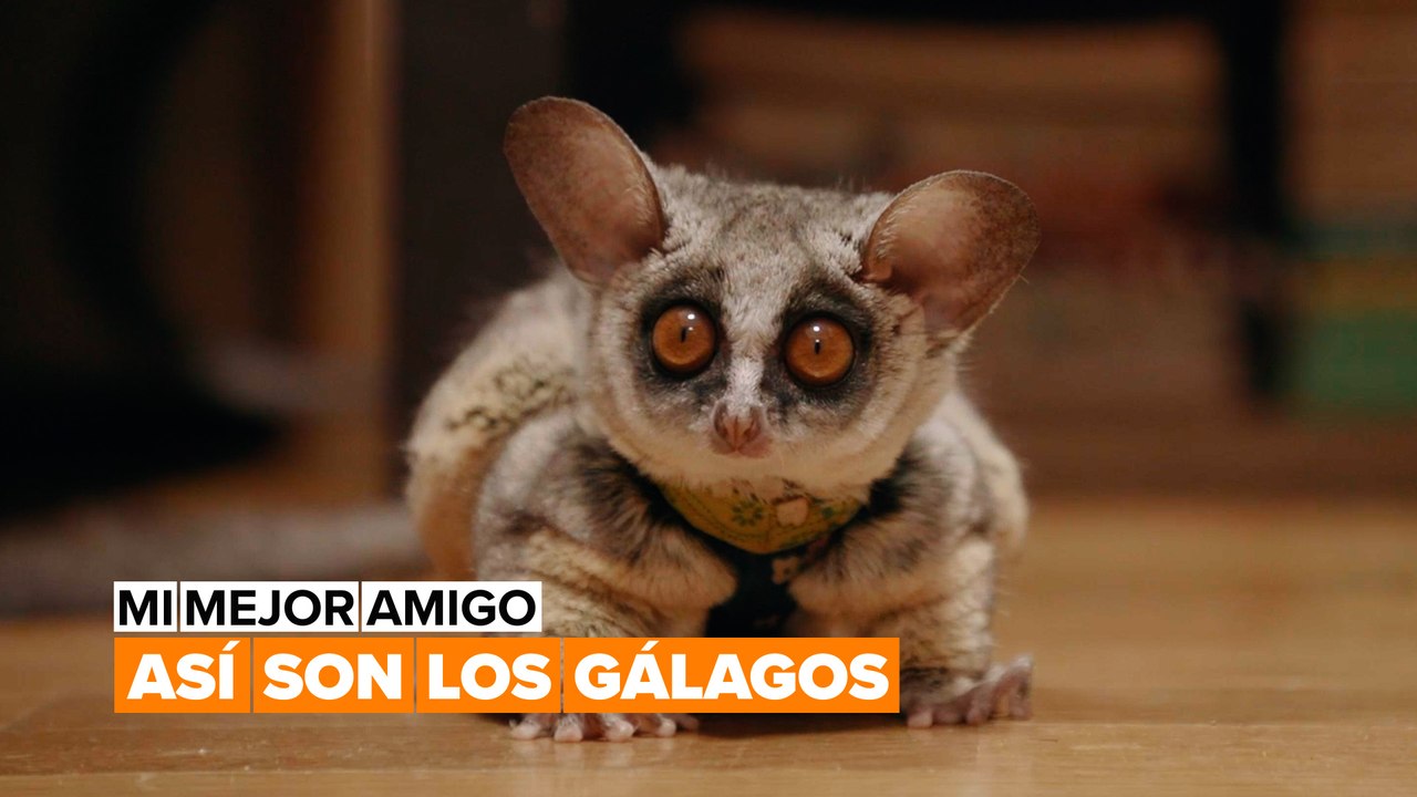 ¿Cómo es la vida con dos gálagos como mascotas?