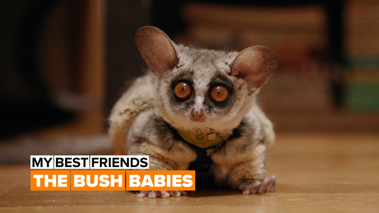 A Bush Baby may be the best pet ever