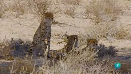 Kgalagadi: El Corazón Salvaje de África - Un Viaje Inolvidable