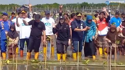 GUBERNUR JATENG DAN BUPATI BREBES TANAM MANGROVE MASSAL DI PANTAI RANDUSANGA