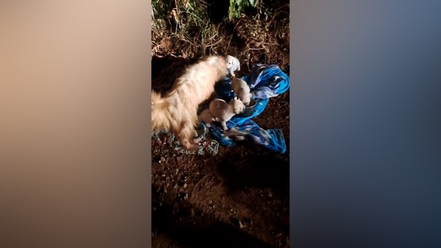 Cachorra com 5 filhotes são abandonados em estrada rural de Cascavel