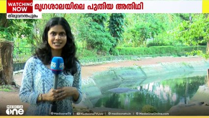 തിരുവന്തപുരം മൃഗശാലയിയിൽ പുതിയൊരു അതിഥി... വിമല എന്ന ഹിപ്പോക്ക് കുഞ്ഞ് പിറന്നു