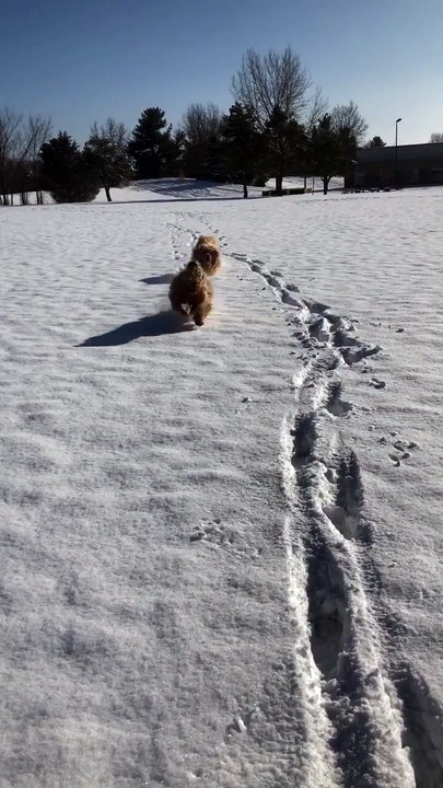 "Cutest Dogs on the Internet 🐾 You’ll Smile Instantly!"