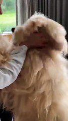 Epic Dog Moments 🐾 – Viral, Trending & Shareable
