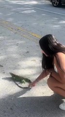 Person Safely Moves Iguana to Side of Road