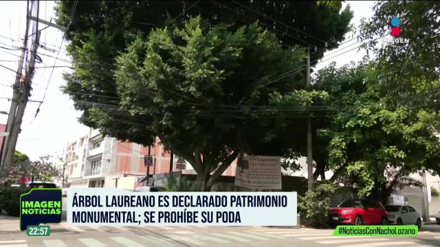 Árbol Laureano es declarado patrimonio monumental; prohíben su poda