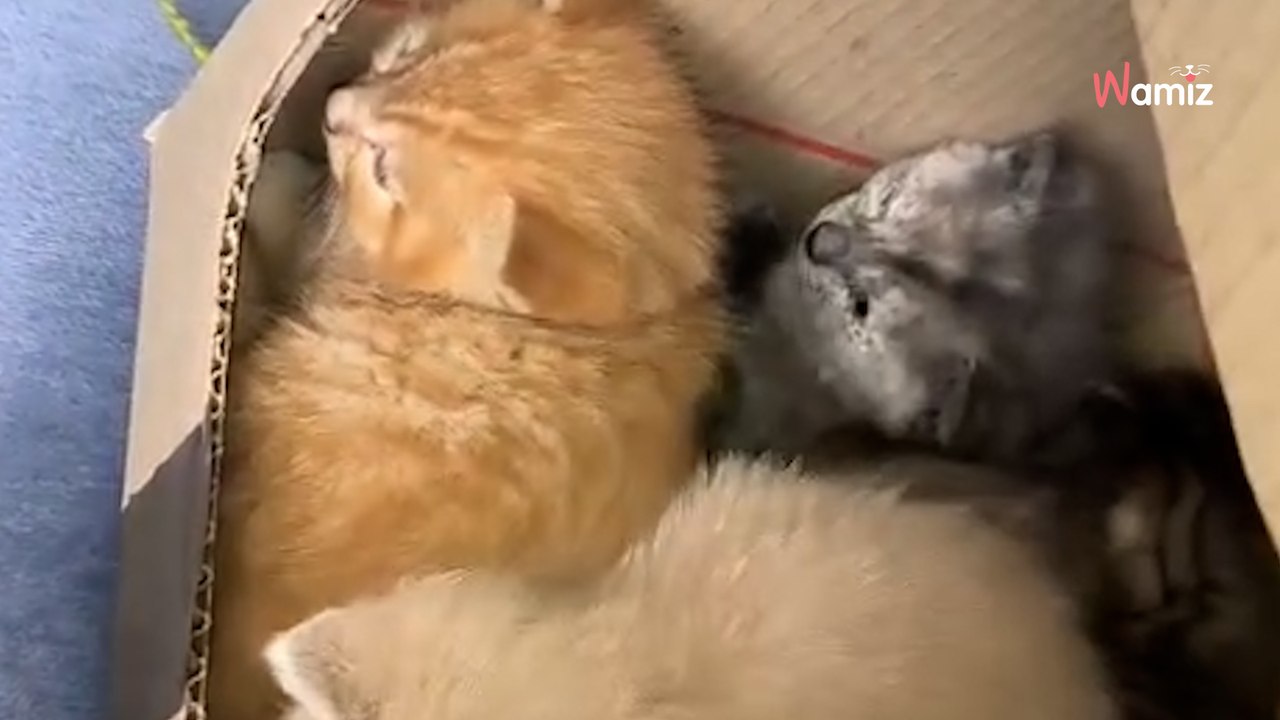 Trauriger Fund bei Schulausflug: Kinder und Lehrerin entdecken Karton