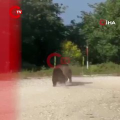 Bursa'da yolun ortasında güreşe tutuşan ayılar, uçurumdan yuvarlandı