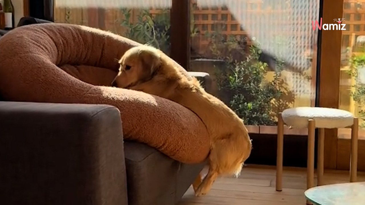 Frauchen wischt den Boden und verschiebt den Hundekorb: Die Reaktion des Hundes ist zum Schießen