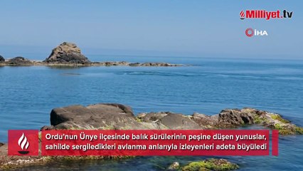 Yer: Ordu! Sürü halinde kameralara takıldılar, sahilde 1 saat kaldılar