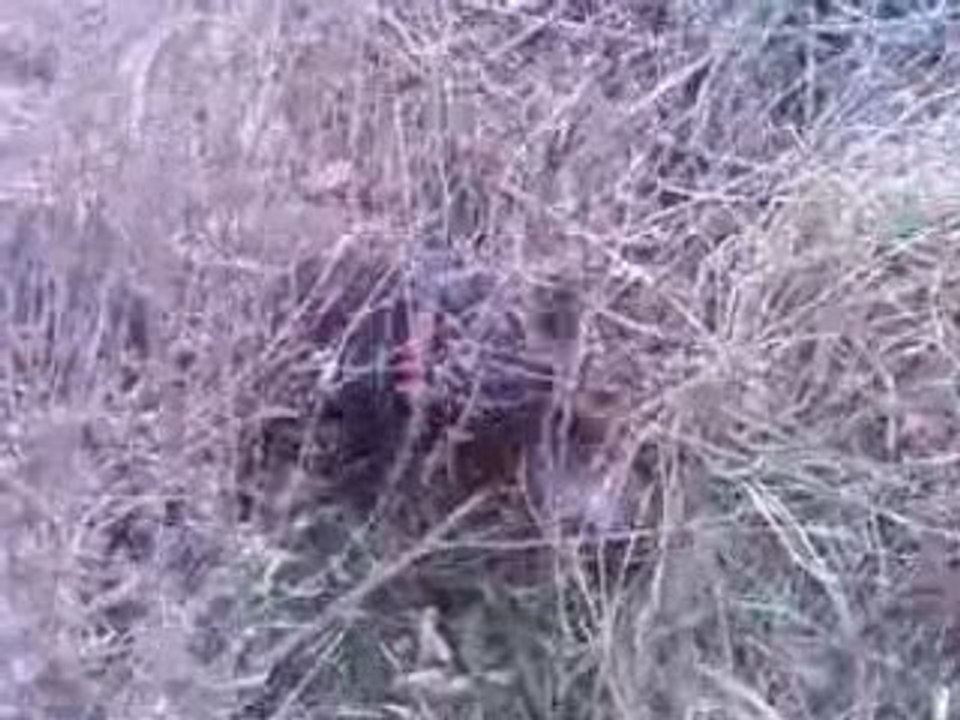 Chasse aux Rats :p