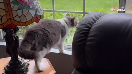 Mit Hunden aufgewachsene Katze lernt bellen: Ihr Auftritt amüsiert Millionen Menschen.