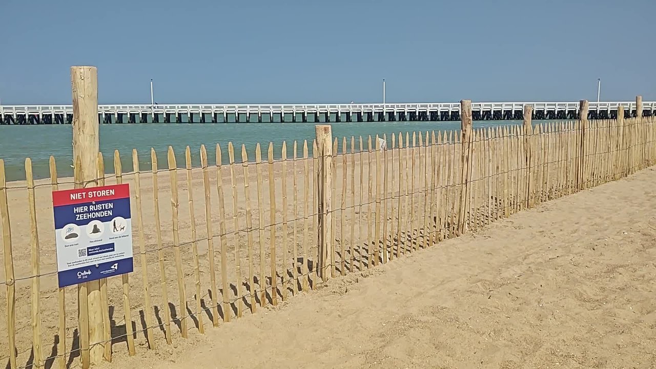Phoques en mer du Nord : Ostende inaugure la première zone protégée