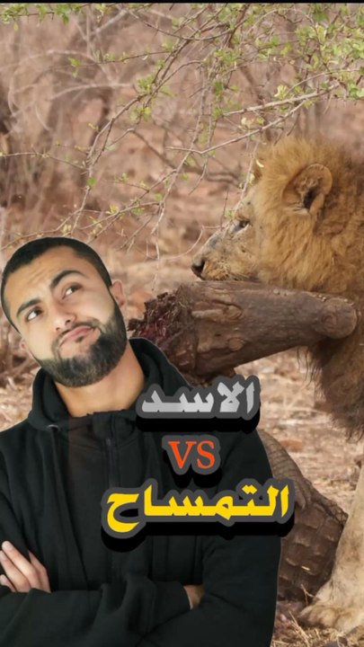 ⚔️ مين يفوز؟ تمساح ضد أسدhttps://psce.pw/7qc6tj#النواة #تمساح #أسد #Alnawa #dubai🇦🇪 #dubailife #Crocodylidae #Panthera_leo #trending #travel #nature #wildlife