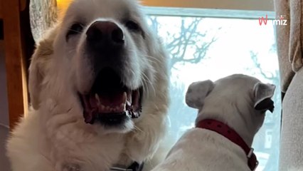 Kleiner Hund verliert den besten Freund: Wenige Monate später klopft das Schicksal an die Tür (Video)