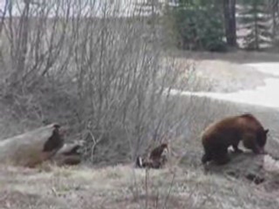 Bear