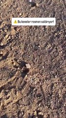 Yozgat’ta akılalmaz görüntü! Keneler vatandaşı kovaladı