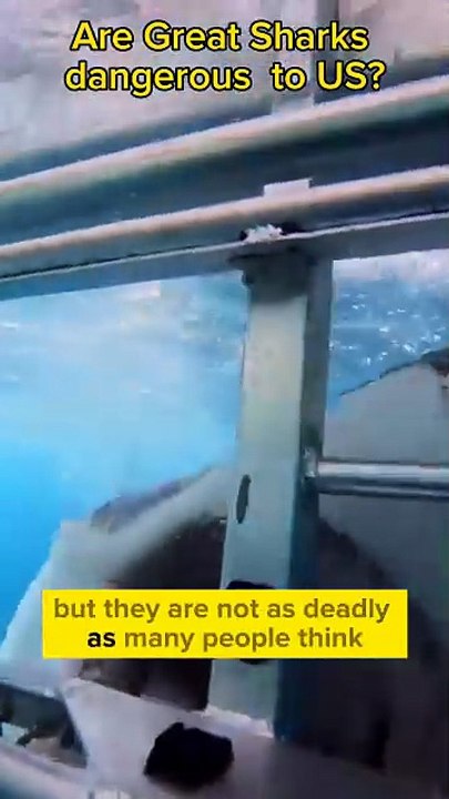 Are white sharks as deadly to humans as we imagine