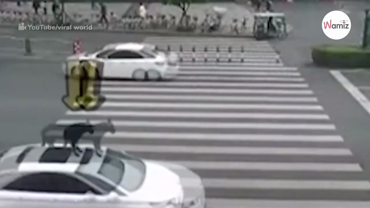 Hund fährt auf dem Autodach: Begründung ist hanebüchen!