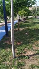 Şanlıurfa’da Yaşanan Bu Olaya İnanamayacaksınız! 1 Gitti, 4 Geldi