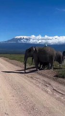 Family of elephants near Mount Kilimanjaro 🐘💕
