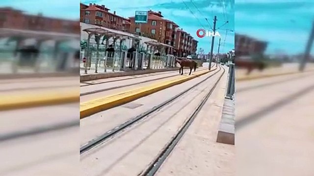 Eskişehir’de sıra dışı manzara! Tramvay beklerken at geldi