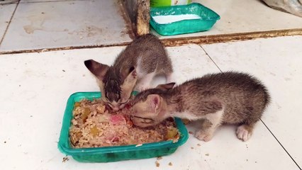 Kittens eat first time