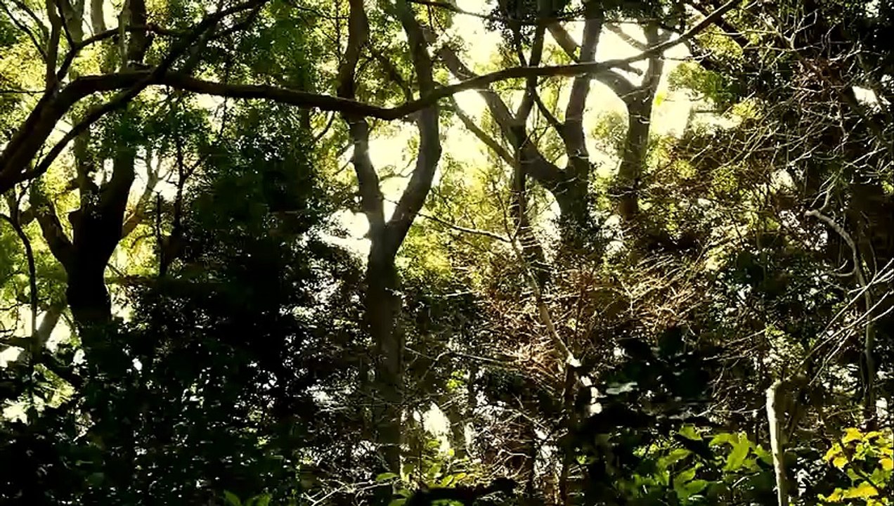 Attack on Titan - Counter Rockets S02 E02/03