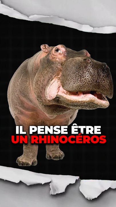 Un hippo qui pense être un rhino