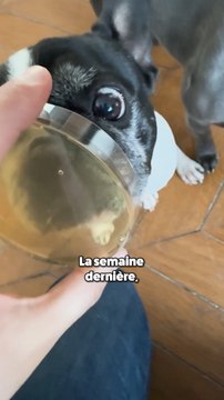 Se faire lécher par chien, c’est dangereux ? 🧫 Et les humains alors ?