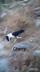 __Cherry___Franzini_Mito______x___Pace_Della_#beagle#dogandfield #puppy #greatdane #animals #pitbull #cutedog #mastiff(720p)