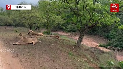 બંધ થઈ રહ્યો છે ગીર સફારી પાર્ક, આરામ ફરવાતા 10 સિંહોનો અદ્ભુત વીડિયો જુઓ