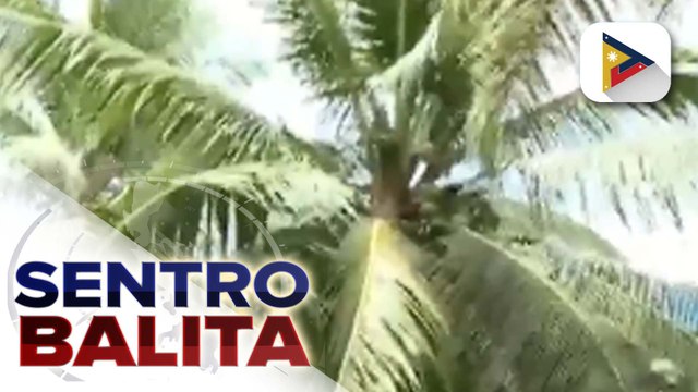 PCA, may dagdag-benepisyo sa mga magsasaka ng niyog sa ilalim ng RCFID; mga anak ng magsasaka, bibigyan ng scholarship