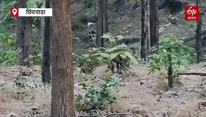 पहाड़ों का भूत! पेंच टाइगर रिजर्व में आया बेरहम जानवर, रात में छिपकर करता है शिकार