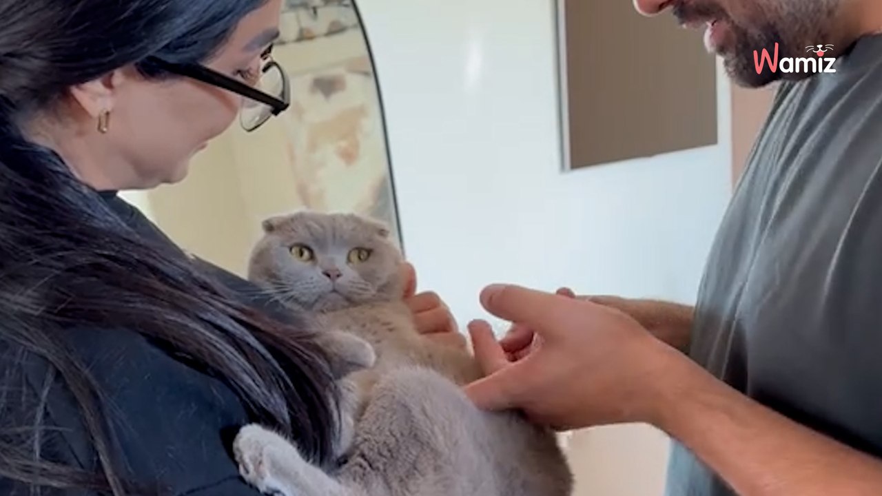 Cat sees his humans after 2 months apart: his reaction has people in stitches