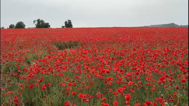 Campo de amapolas en Valladolid