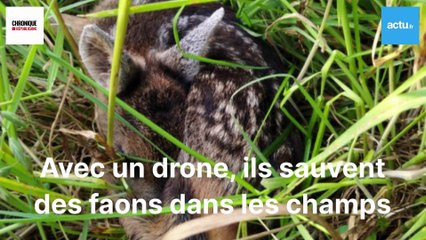 Avec un drone, ils sauvent des faons du fauchage dans les champs