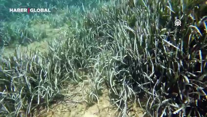 "Akdeniz'in akciğerleri" deniz çayırları görüntülendi