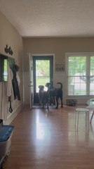 Dogs Fail to Understand That Daddy's Already Home