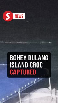 Crocodile captured near Bohey Dulang Island after two days