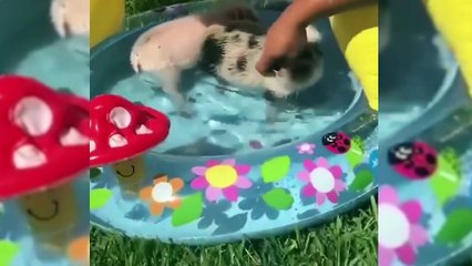 Funny Domestic And Wild Animals 🐷 [Funny Pets]