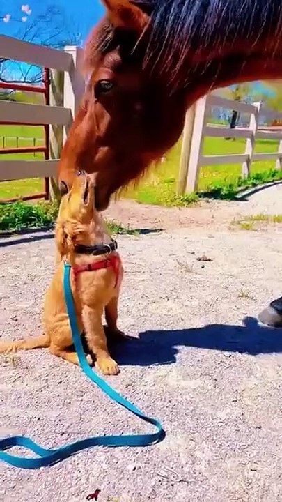 Animals Loves