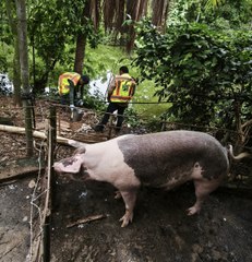 Contaminación de los ríos en Panamá: ¿Quién los protege?