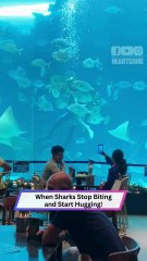 Shark Hugs a Diver Underwater—Yes, This Really Happened!