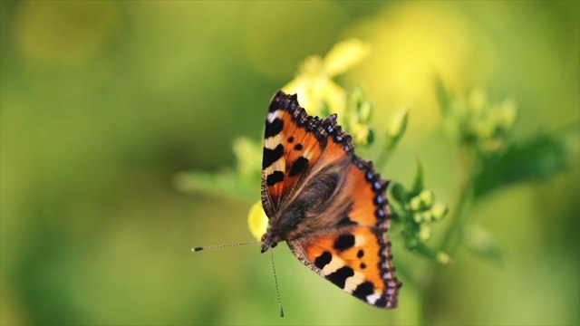How to grow money on trees - planting for profit in your garden