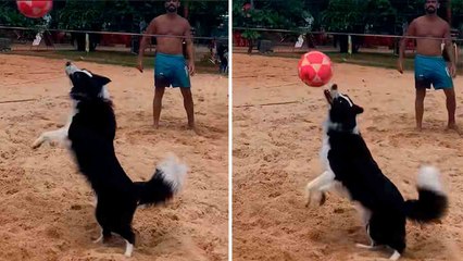 Video: Floki, ein Border Collie mit Talent im Fußvolleyball
