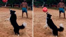 Video: Floki, en border collie som er ekspert i fotvolley
