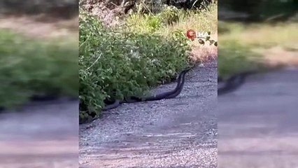 Gören Şaşırdı, Kameraya Sarıldı! Yılanların Dansı Viral Oldu