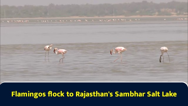 Flamingos flock to Rajasthan's Sambhar Salt Lake