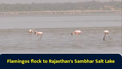 Flamingos flock to Rajasthan's Sambhar Salt Lake